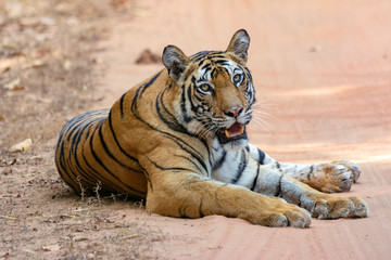 Bandavgarh Tigress