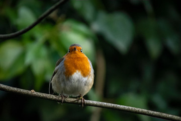 Robin in the undergrowth