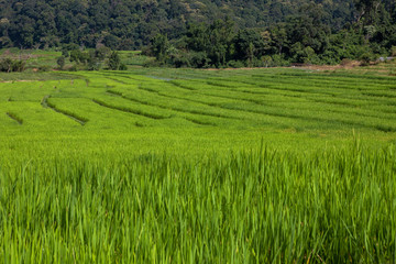 Fototapeta premium Green Rice Field with Mountains Background under Blue Sky,in Mae Klang Luang ,Chiang Mai, Thailand