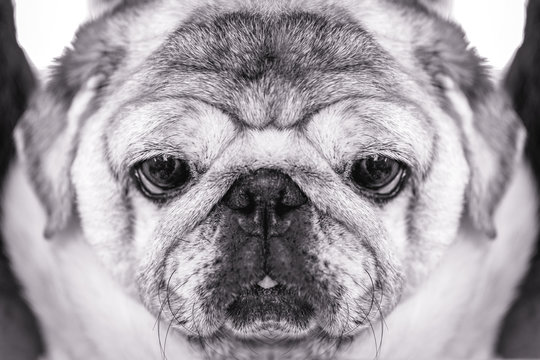 Close-up of a Pug dog's face. Fat dog with many wrinkles on his face. Dog with funny face. Background image for humor, overweight dog. Headshot photo.