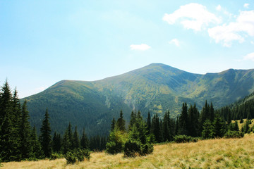View from the Carpathian path to the top of the Goverla. Location of the Carpathians, Ukraine, Europe. Natural spruce forests in the Carpathians.