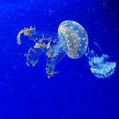 White jellyfish