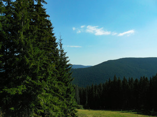 Fototapeta na wymiar View from the Carpathian path to the top of the Goverla. Location of the Carpathians, Ukraine, Europe. Natural spruce forests in the Carpathians.