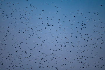 Starling murmuration