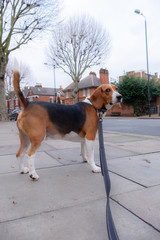 Naughty beagle walking on a leash