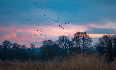 Starling flock murmuration