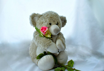 teddy bear on white background