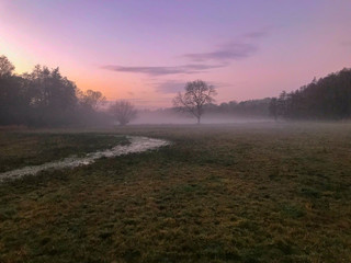 Misty stream meadow