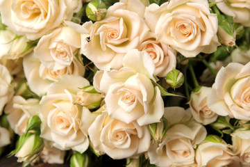 Beautiful beige mini roses close up. Beautiful flowers. holidays.