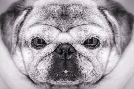 Close-up of a Pug dog's face. Fat dog with many wrinkles on his face. Dog with funny face. Background image for humor, overweight dog. Headshot photo.