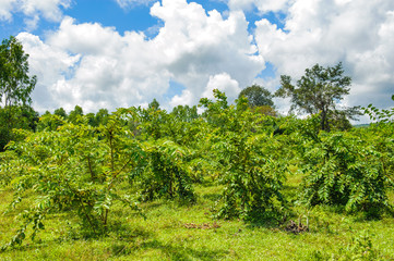 Fototapeta na wymiar green guava fruit garden