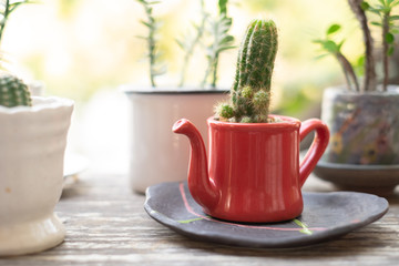 Cactus cactus in flowerpot on nature background. Aloe and other succulents in colorful red pot