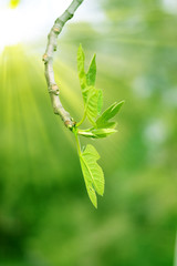 Twig with green leaves and sunbeams 
