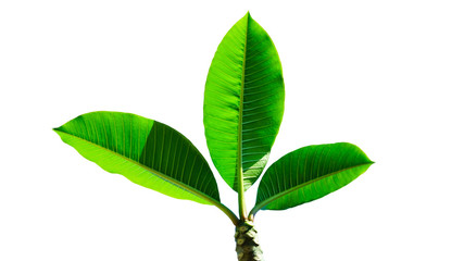 Frangipani tree's green leaves on a white background., with clipping path.