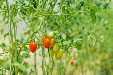 Cherry tomatoes plants in green house