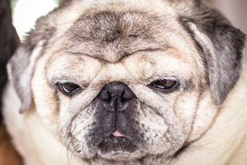 Obraz premium Close-up of a Pug dog's face. Fat dog with many wrinkles on his face. Dog with funny face. Background image for humor, overweight dog. Headshot photo.
