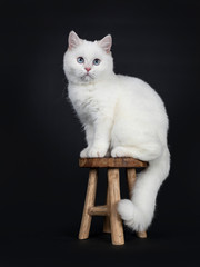 Cute red silver shaded cameo point British Shorthair sitting side ways on a wooden stool, looking ...