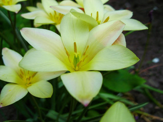 Beautiful bouquet of tulips. colorful tulips growing on the garden. tulips in spring sun. Flower tulips background