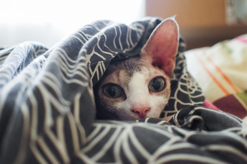 portrait of a bald cat canadian sphinx indoors wrapped in a blanket on the bed. pet with smooth...