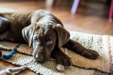 chocolate labrador puppy resting on the ground