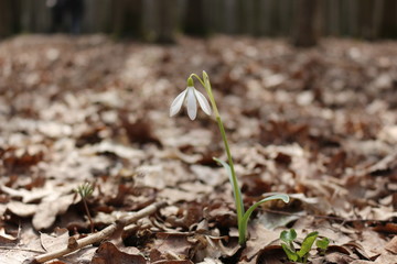 The first spring flowers - snowdrops bloomed in the forest
