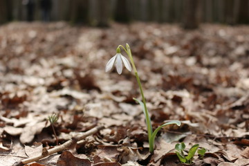 The first spring flowers - snowdrops bloomed in the forest