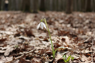 The first spring flowers - snowdrops bloomed in the forest