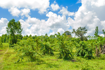 Obraz premium green guava fruit garden