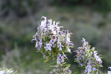 Romero en flor
