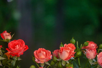 Pink roses on fresh green leaf background.