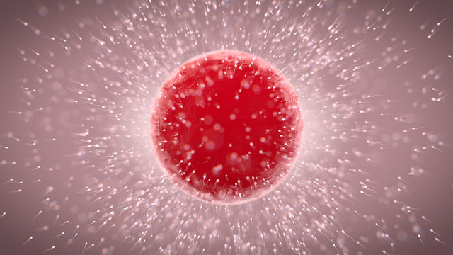 Sperm And Egg