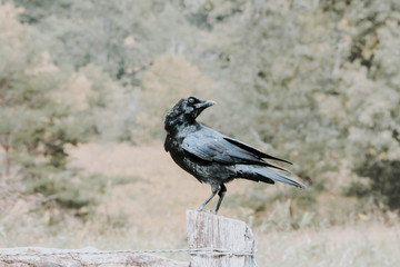 Crow on 