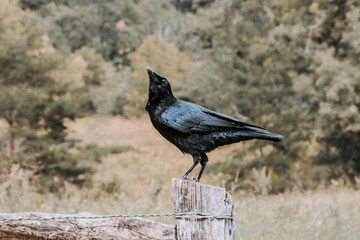 Crow on gate