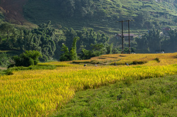 Fototapeta na wymiar Beautiful of growing golden paddy rice field on terraced with fansipan mountain in background at Tavan village on harvest season, Sapa, Laocai , Northwest of Vietnam