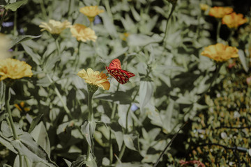 Monarch on yellow flowers