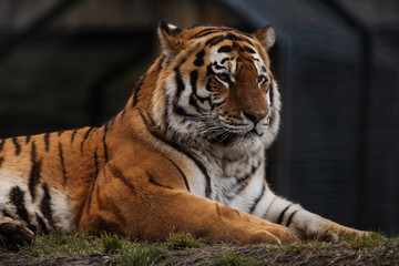 Fototapeta na wymiar Amur tiger