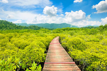 beautiful mangrove forest and wooden bridge