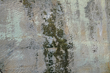 Pflanzen im Sandstein