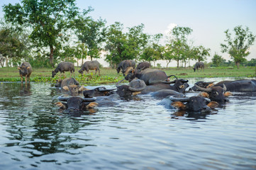 Buffaloes are playing water during the evening on the island of the Nong Han lake , tourist attraction at Sakon Nakhon province in thailand