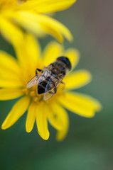 bee on flower