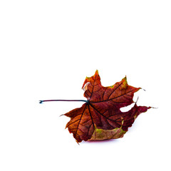 Autumn leaf