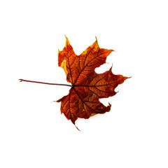 Autumn leaf