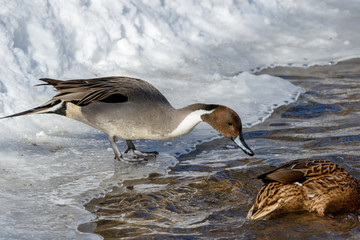 Northern Pintail (Anas acuta).