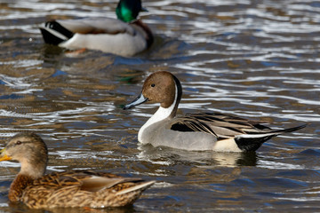 Northern Pintail (Anas acuta).