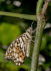 Lime Butterfly (Papilio demoleus malayanus) butterfly hanging/sitting on   a plant. Beautiful checkered/colourful texture on wings with its antennas u