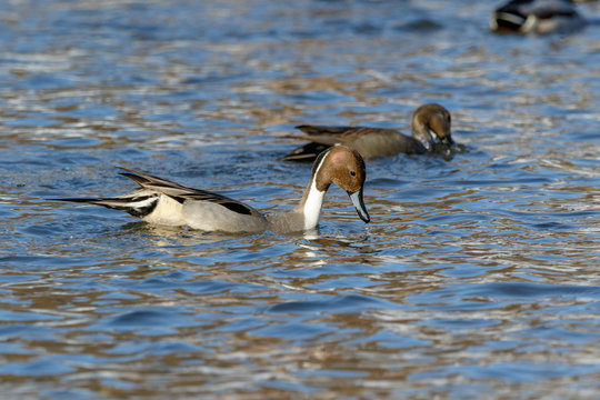 Northern Pintail (Anas acuta).