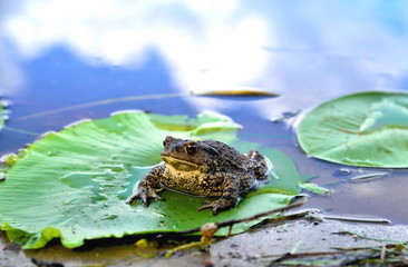 big frog, green leaf of water lily, water, reflection of clouds in water, close-up