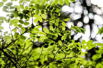 Rosa myriacantha leaves in the forest