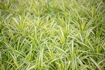 green leaf for background in spring season