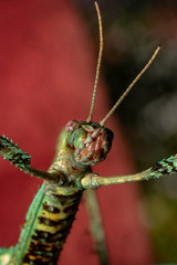Phasmids green stick insect bottom up view with its antennas up, red background. Out of the world looking creature shot bottom up